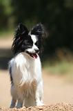 EPAGNEUL PAPILLON 171